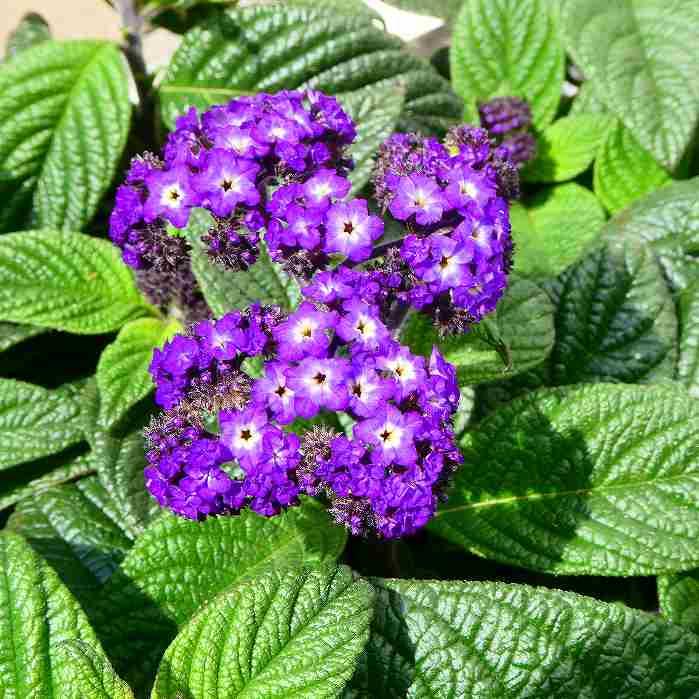 ヘリオトロープ 苗 3.5号 ビッグヘリオトロープ 花苗 紫花 ハーブ