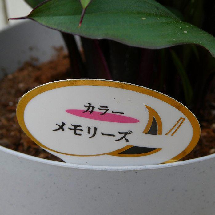 カラー 黒花 メモリーズ 黒葉 5号鉢 ギフト 母の日 レア品種 250501