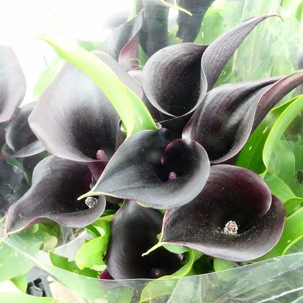 鉢花 カラー キャプテンベレッタ 黒花 4号鉢 レア品種 2927 お花処 昌山園 通販 Yahoo ショッピング