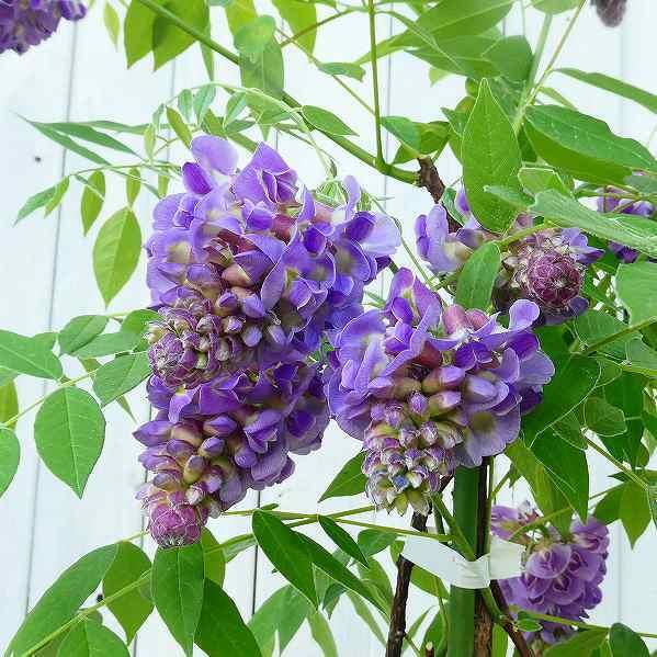 専用です！現品、藤苗木※パープル 藤 アメリカフジ 苗 アメジストフォール 4号 紫花 青花 二期咲き