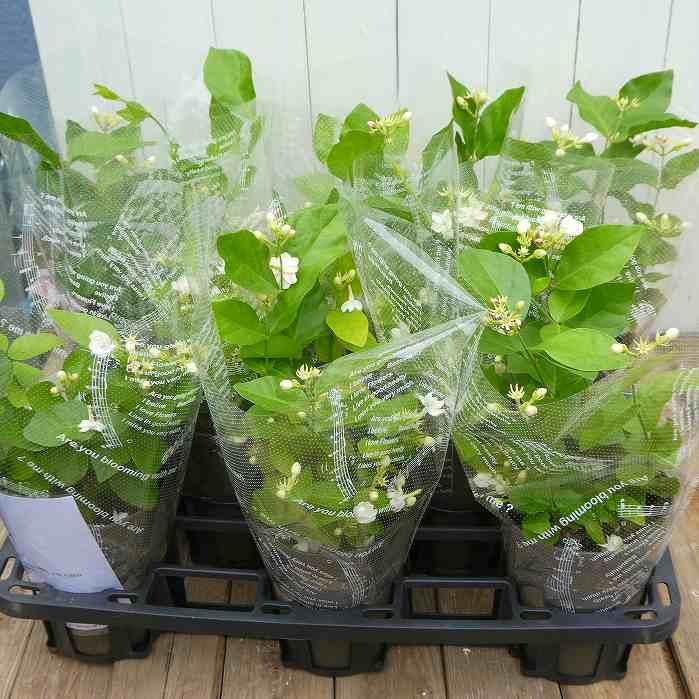 ジャスミン 苗 マツリカ 4.5号 香りの花 白花 アラビアジャスミン