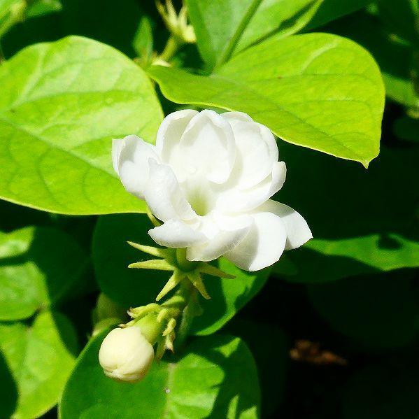 ジャスミン マツリカ 香りの花 白花 4号 苗 アラビアジャスミン ピカケ 2531 お花処 昌山園 通販 Yahoo ショッピング