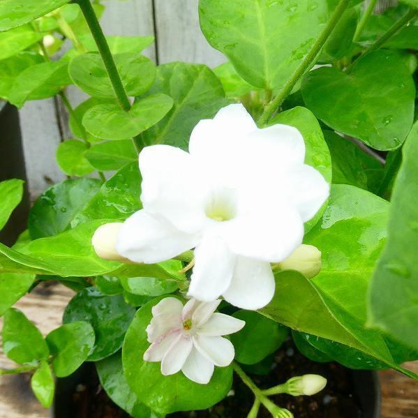 ジャスミン 苗 マツリカ 4.5号 香りの花 白花 アラビアジャスミン