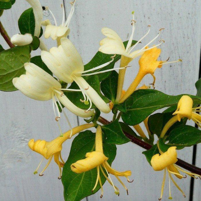 スイカズラ 苗 5号 香りの花 ハニーサックル ロニセラ 蔓植物 260421
