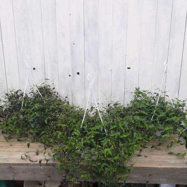 ブライダルベール 6号 白花 吊り鉢 観葉植物 グリーン ガーデニング 2705 お花処 昌山園 通販 Yahoo ショッピング