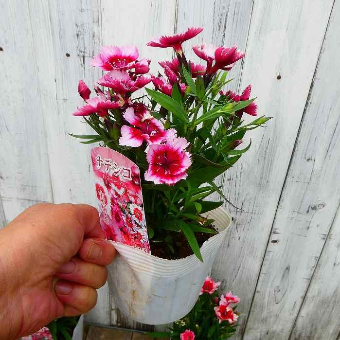 ナデシコ 苗 スーパーパフェ 大輪 なでしこ ピンク花 240827 : お花処