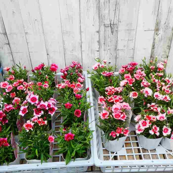 ナデシコ 苗 スーパーパフェ 大輪 なでしこ ピンク花 240827 : お花処