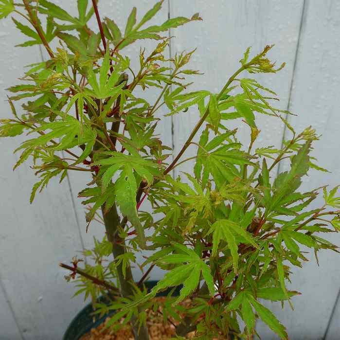 モミジ 天の川 苗木 5号鉢 もみじ 庭木 植木 250401 : お花処 昌山園