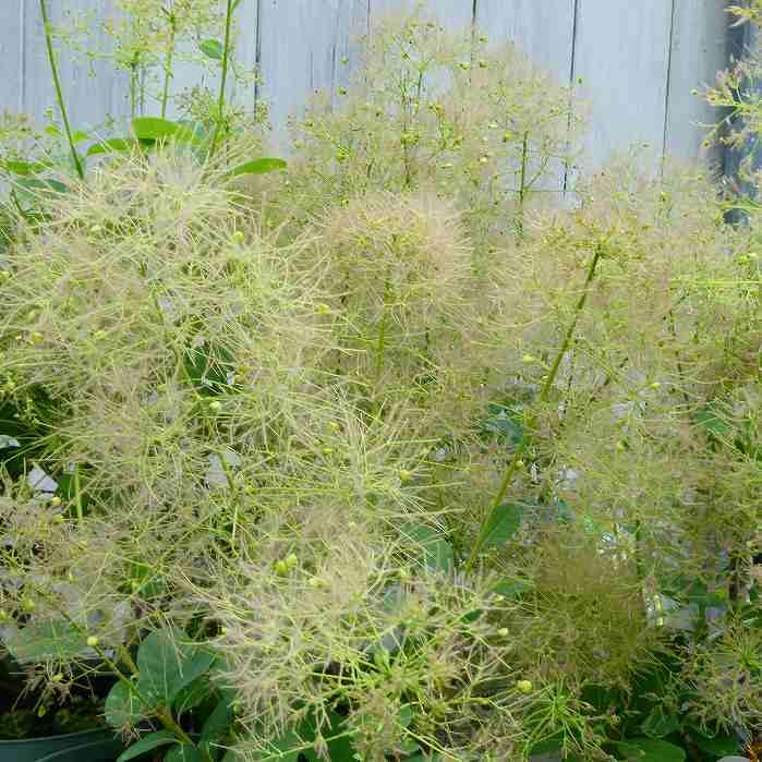 スモークツリー 苗 ヤングレディ 5号鉢 矮性 けむりの木 植木 庭木