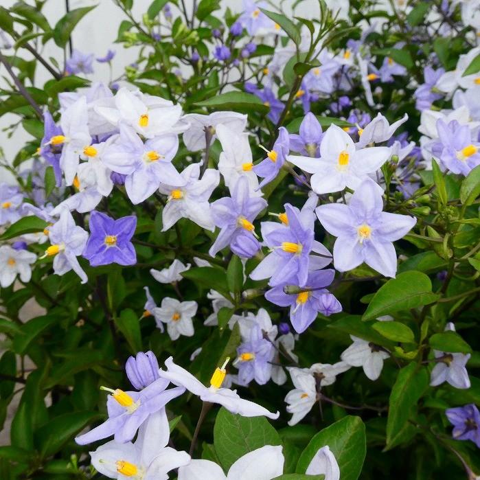 ヤマホロシ 苗 紫花 3.5号 ツルハナナス ツル植物 白から紫へ 花色変化 230726 230725