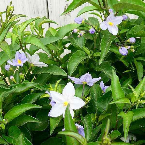 ヤマホロシ 苗 紫花 3 5号 ツルハナナス ツル植物 白から紫へ 花色変化 2621 お花処 昌山園 通販 Yahoo ショッピング