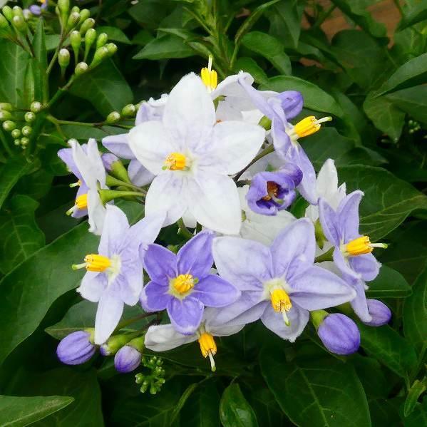 ヤマホロシ 苗 紫花 3号 ツルハナナス ツル植物 白から紫へ 花色変化