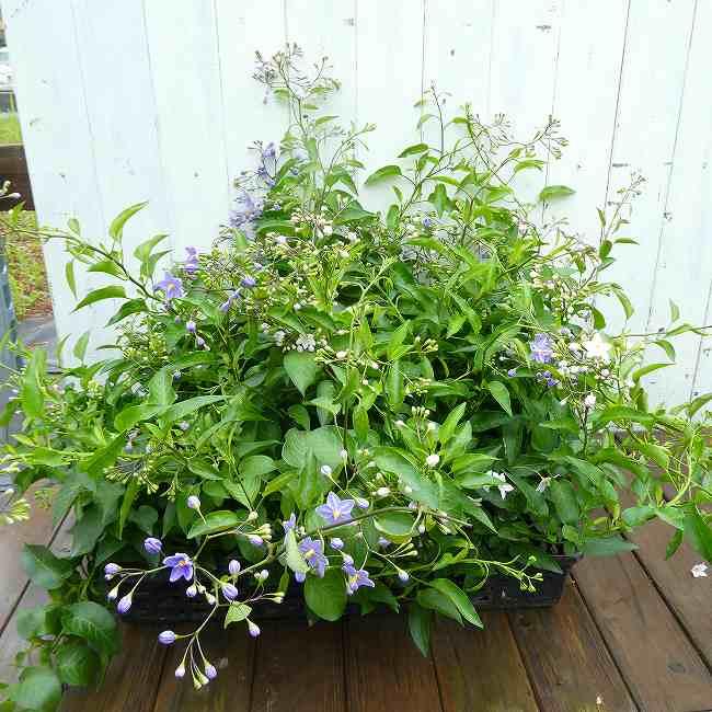 ヤマホロシ 苗 紫花 3号 ツルハナナス ツル植物 白から紫へ 花色変化