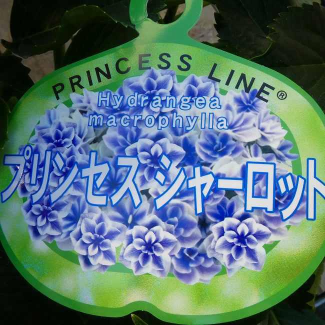 来年用 アジサイ 苗 プリンセスシャーロット 5号鉢 八重咲き あじさい