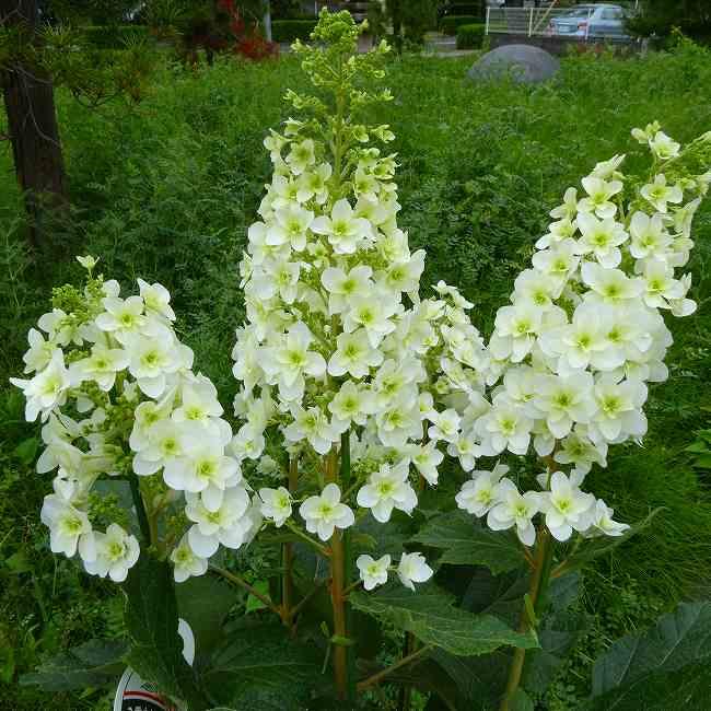 柏葉あじさい 5.5号鉢 八重咲き 白花 カシワバアジサイ 苗 庭園