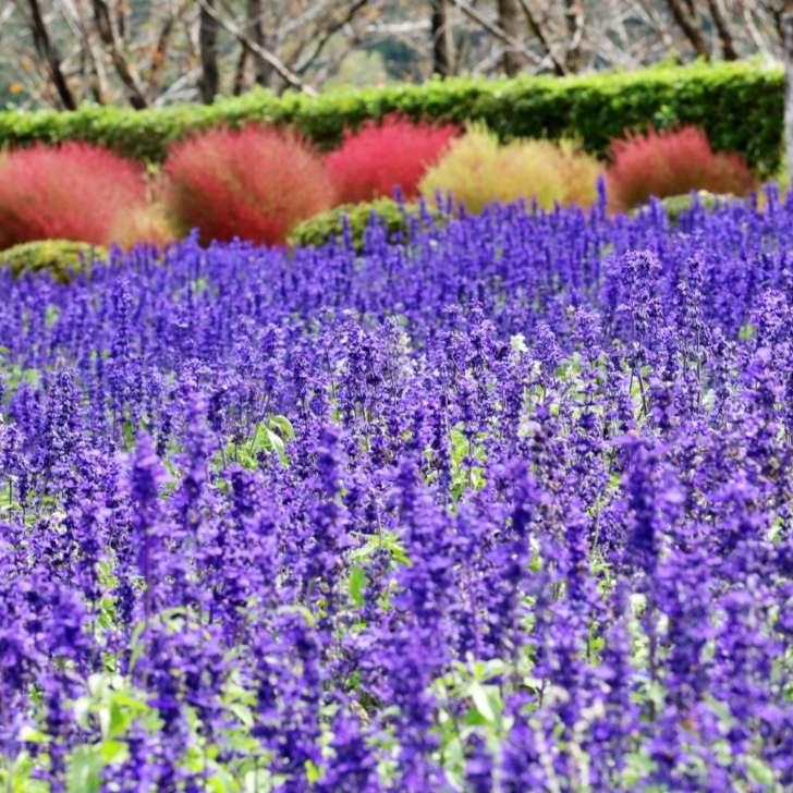 ブルーサルビア 苗 3.5号 青花 夏の花 260611 : お花処 昌山園 - 通販