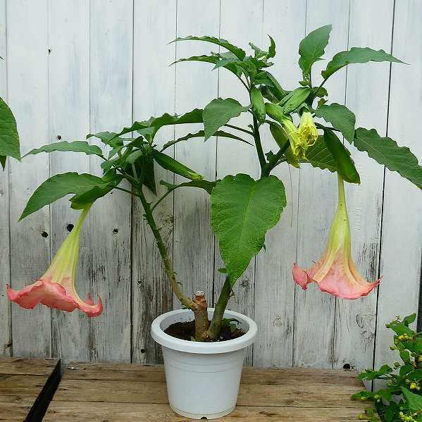 エンジェルトランペット ピンク 6号 苗 大苗 ダチュラ エンゼルストランペット 鉢植え 夏の花 2623 お花処 昌山園 通販 Yahoo ショッピング