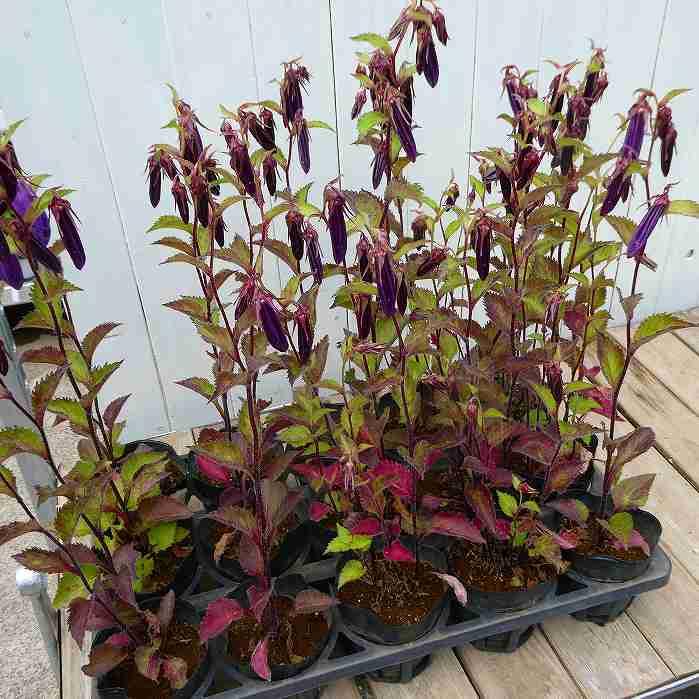 ホタルブクロ 苗 青花 3.5号 蛍袋 カンパニュラ・プンクタータ 山野草
