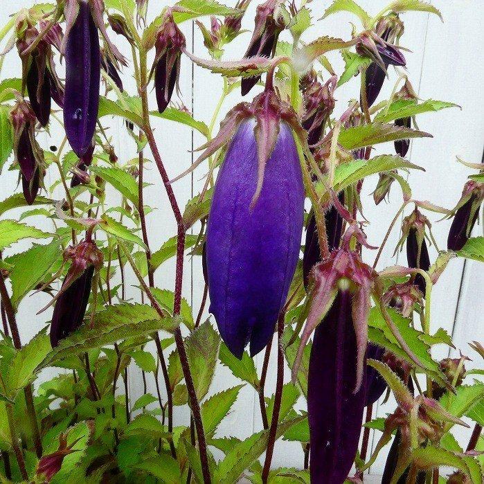 ホタルブクロ 苗 青花 3.5号 蛍袋 カンパニュラ・プンクタータ 山野草