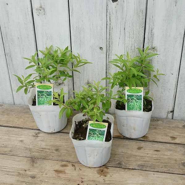 ハーブ レモンバーベナ 5号鉢 レモンの香り ハーブティーに 0812 お花処 昌山園 通販 Yahoo ショッピング