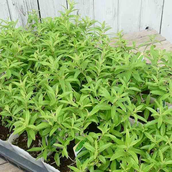 ハーブ レモンバーベナ 5号鉢 レモンの香り ハーブティーに 0812 お花処 昌山園 通販 Yahoo ショッピング