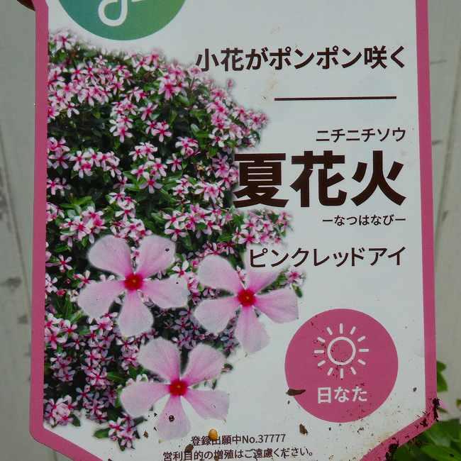 日々草 極小輪 夏花火 ピンクレッドアイ 小花 スタンド鉢植え 直径25cm