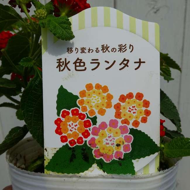 ランタナ苗　A ランタナ 苗 秋色ランタナ 3号 花色お任せ 夏〜秋の花 花苗 260820