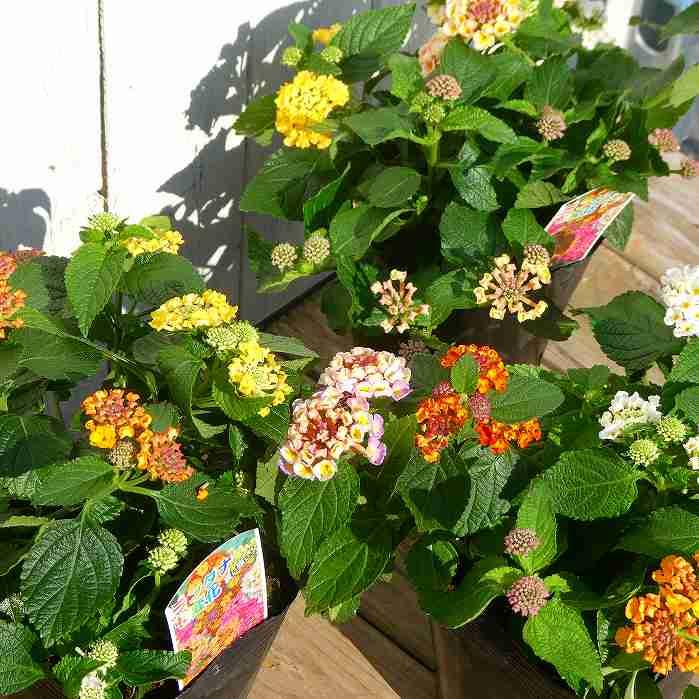 ご予約苗 サンミゲル 【デュサ台木（パテント品種）】 3.5～4号ロングポット