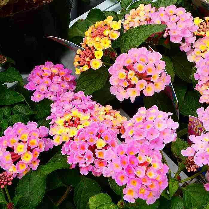 ランタナ 苗 ラベンダーピンク 1ポット 七変化 3.5号 花苗 夏の花 栗原
