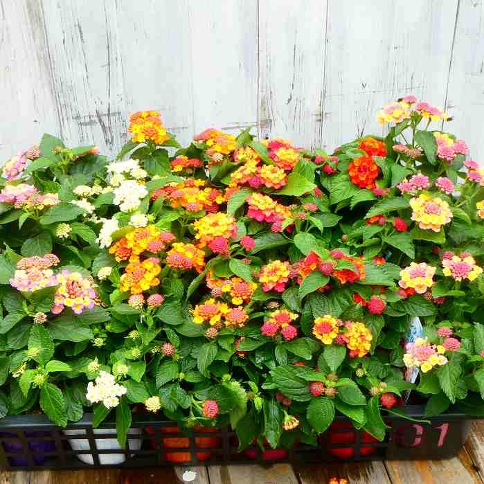 ランタナ 苗 ラベンダーピンク 1ポット 七変化 3.5号 花苗 夏の花 栗原