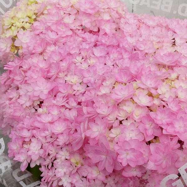 鉢花 アジサイ サラン 5号鉢 ピンク 小花 あじさい ハイドランジア 苗 庭園 ガーデニング 0518 お花処 昌山園 通販 Yahoo ショッピング