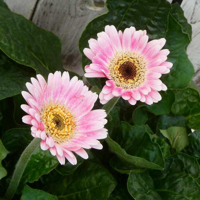 宿根ガーベラ ガルビネア スィートハート サーモンピンク 宿根草 3 5号ポット 苗 2426 お花処 昌山園 通販 Yahoo ショッピング