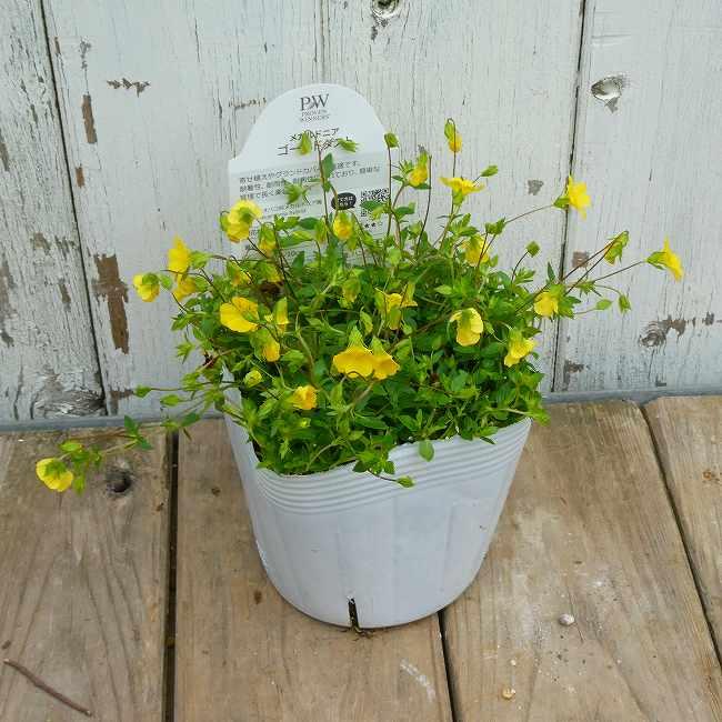 メカルドニア 苗 ゴールドダスト 3.5号 黄花 グランドカバー 秋まで