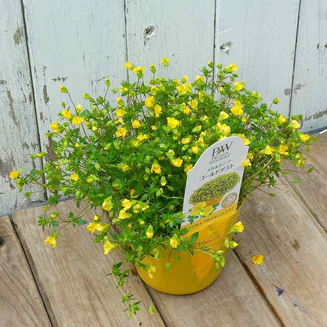 メカルドニア 苗 ゴールドダスト 3.5号 黄花 グランドカバー 秋まで