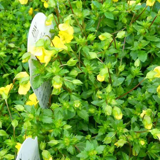 メカルドニア 苗 ゴールドダスト 3.5号 黄花 グランドカバー 秋まで