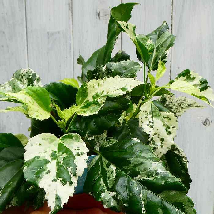 ハイビスカス　斑入り 園芸ネット本店｜ハイビスカス（斑入り）：マリーナサンライズ3号