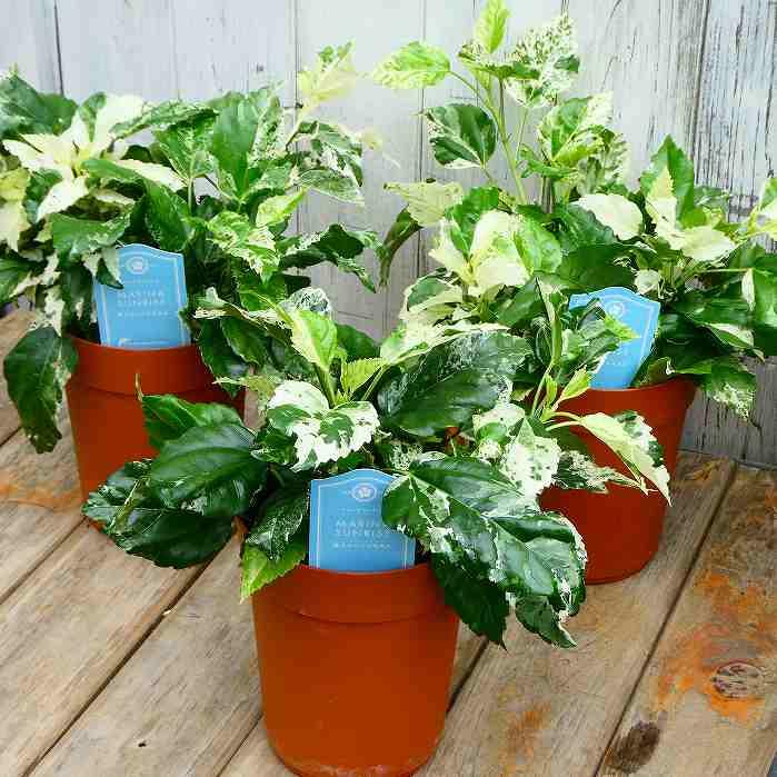 ハイビスカス 斑入り マリーナサンライズ 4号鉢 カラーリーフ 夏の花