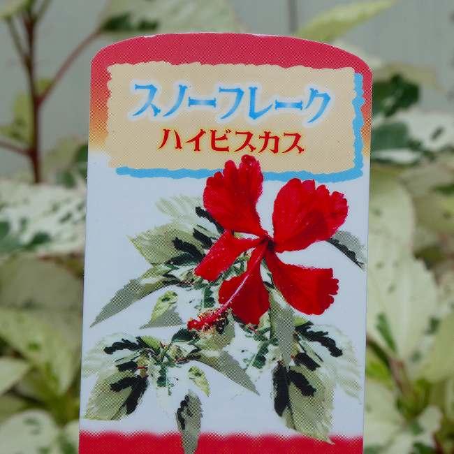 斑入りハイビスカス 苗 スノーフレーク 3号 赤花 カラーリーフ 夏の花