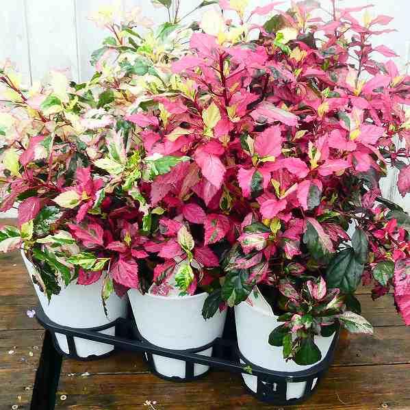 斑入り ハイビスカス フラムルージュ 赤葉種 5号鉢 小輪赤花 カラーリーフ 夏の花 2614 お花処 昌山園 通販 Yahoo ショッピング