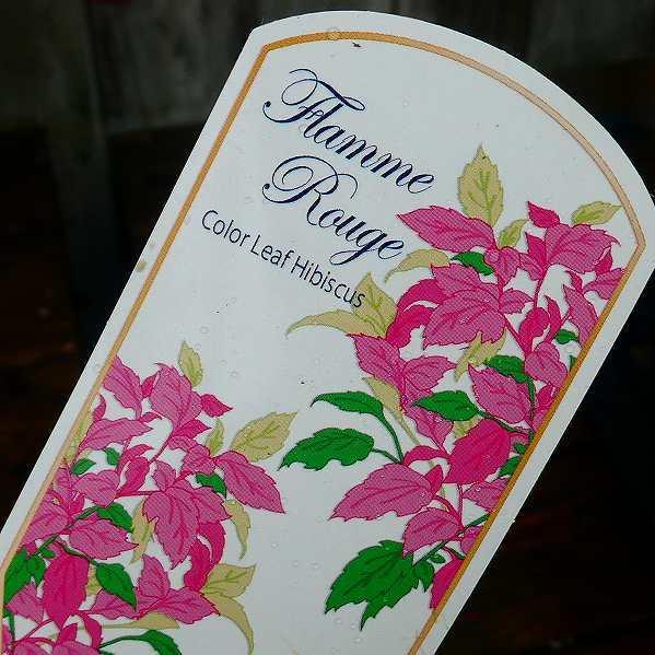 斑入り ハイビスカス フラムルージュ 赤葉種 5号鉢 小輪赤花 カラーリーフ 夏の花 2614 お花処 昌山園 通販 Yahoo ショッピング