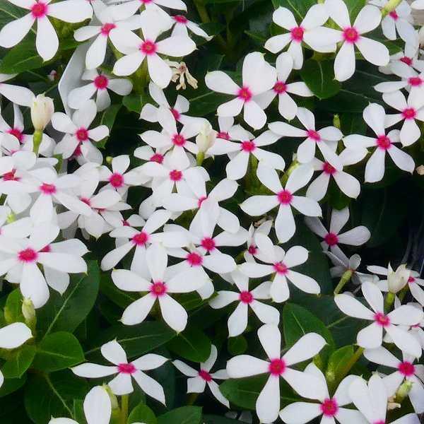 日々草 苗 夏花火 極小輪 ホワイトレッドアイ ニチニチソウ 3 5号 ピンク 2531 お花処 昌山園 通販 Yahoo ショッピング