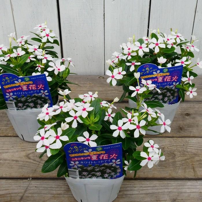 日々草 苗 夏花火 極小輪 ホワイトレッドアイ ニチニチソウ 3 5号 ピンク 2531 お花処 昌山園 通販 Yahoo ショッピング