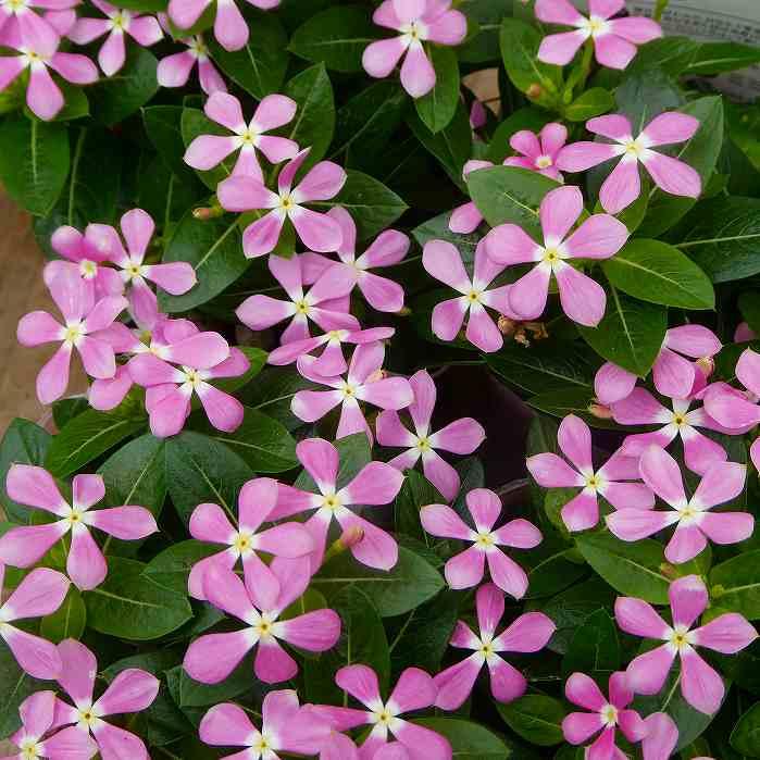 花苗 日々草 夏花火 極小輪 ライラック ニチニチソウ 3 5号 ピンク 0602 お花処 昌山園 通販 Yahoo ショッピング