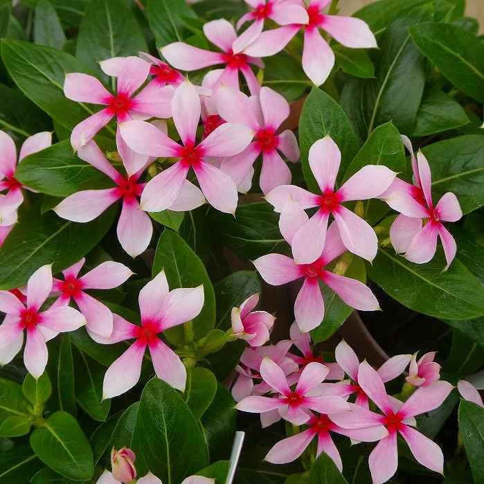 日々草 苗 夏花火 極小輪 コーラル ニチニチソウ 3 5号 ピンク 2531 お花処 昌山園 通販 Yahoo ショッピング