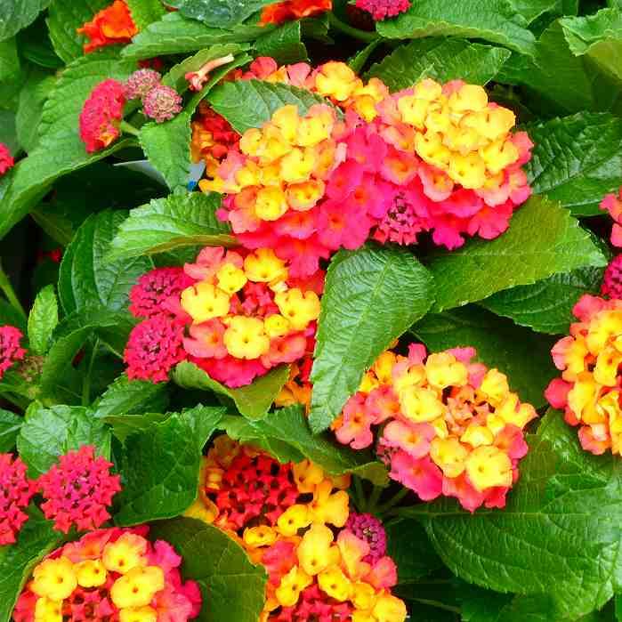 ランタナ 苗 ローズ 1ポット 七変化 3.5号 花苗 夏の花 栗原園芸