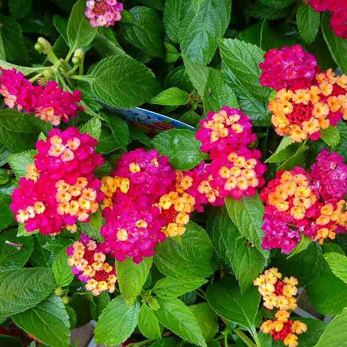 ランタナ 苗 ローズ 1ポット 七変化 3.5号 花苗 夏の花 栗原園芸