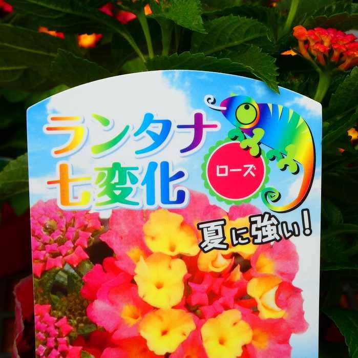 ランタナ 苗 ローズ 1ポット 七変化 3.5号 花苗 夏の花 栗原園芸