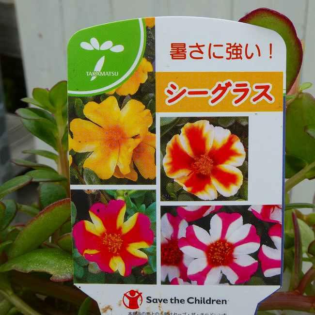 ポーチュラカ 苗 シーグラス 花色お任せ 3.5号 乾燥暑さに強い