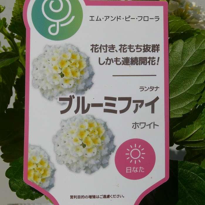 ランタナ 苗 ブルーミファイ ホワイト 3.5号 夏〜秋のお花 花苗 250617
