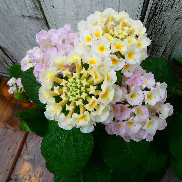 ランタナ 苗 ブルーミファイ ホワイト 3.5号 夏〜秋のお花 花苗 250617